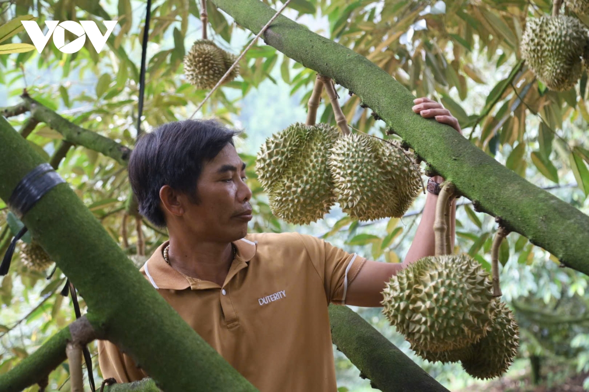 Khánh Sơn phát triển bền vững thương hiệu sầu riêng